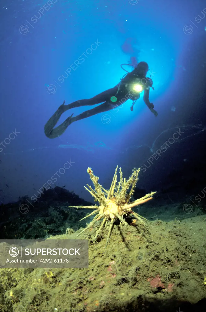 Italy, Aeolian Islands, Vulcano island, diver exploring seabed