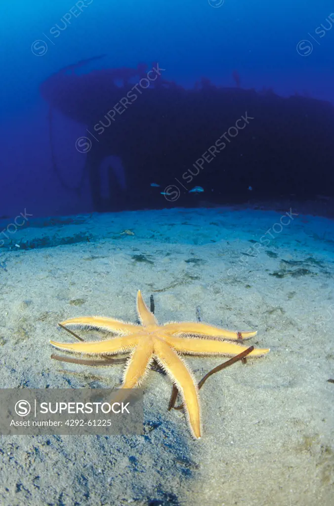 Starfish, Astropecten aranciacus, and ship wreck, Italy, Sicily seabed