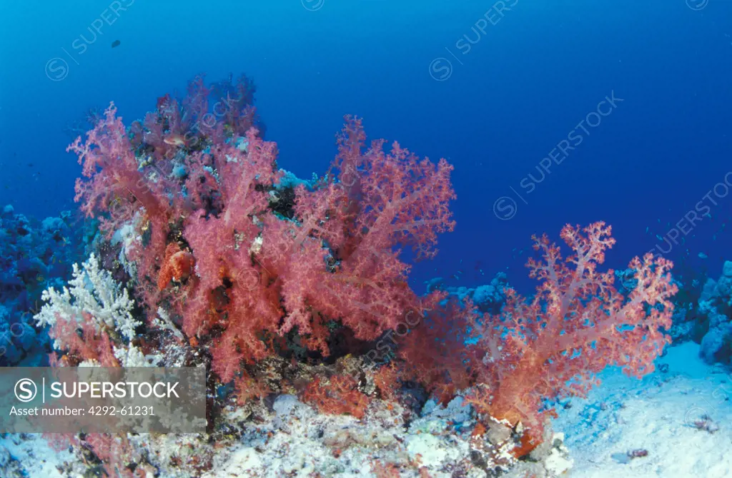 Saudi Arabia, Soft coral Dendronephthya