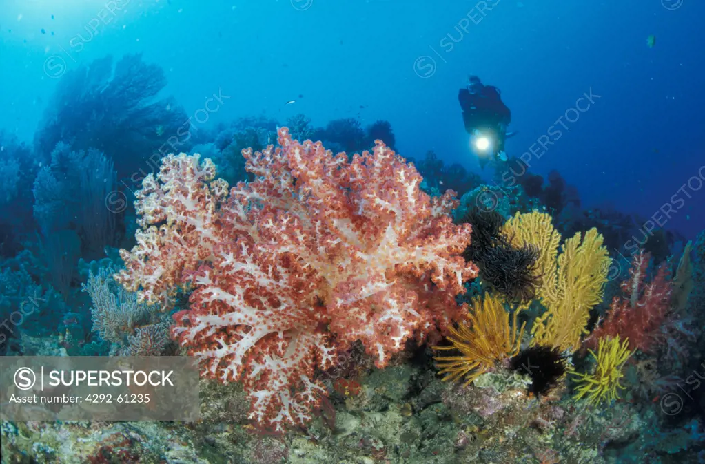 Papua New Guinea, diver looking at soft corals
