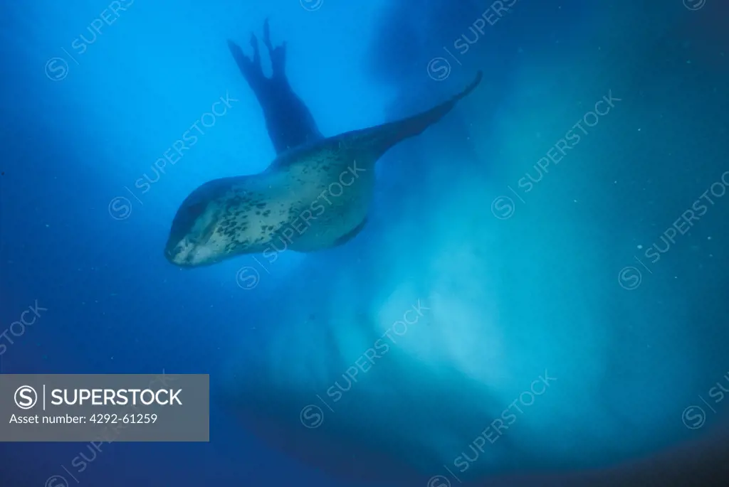 Leopard seal, Hydrurga leptonyx