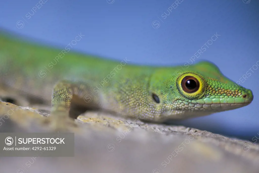 Green gecko (Phelsuma astriata) at Fregate Island, Seychelles