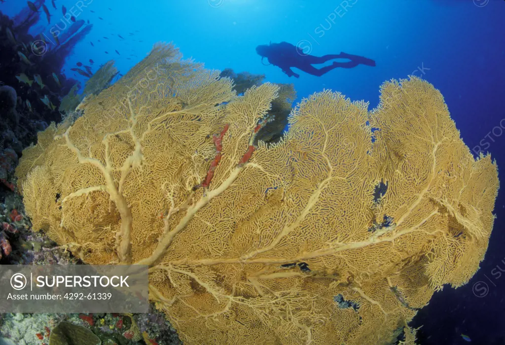 Seychelles, Aldabra atoll. A diver swimms over a giant sea fan.