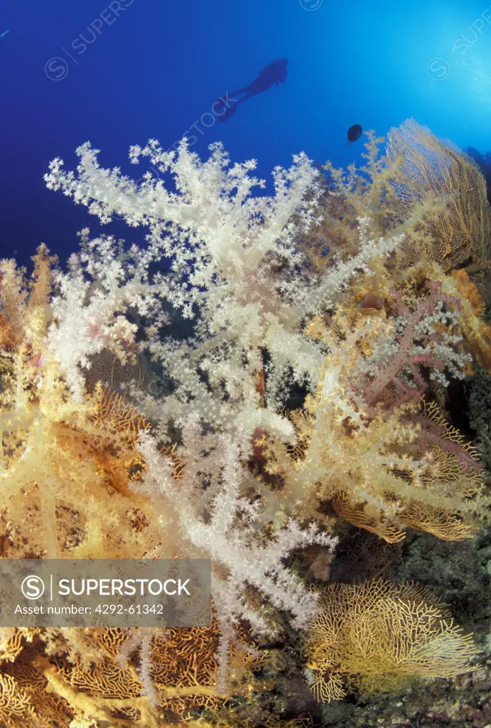 Seychelles, Aldabra. A divers swims over a gorgonian forest colonized by soft corals
