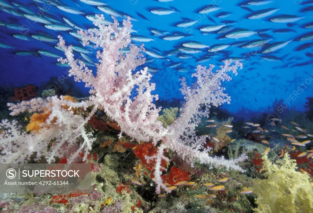 Seychelles, Aldabra atoll. A school of fucilier fish swims over a soft coral