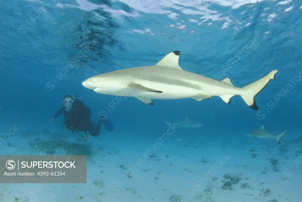 Seychelles. Aldabra atoll. Blacktip sharks (Carcharhinus melanopterus) swimming In shallow water