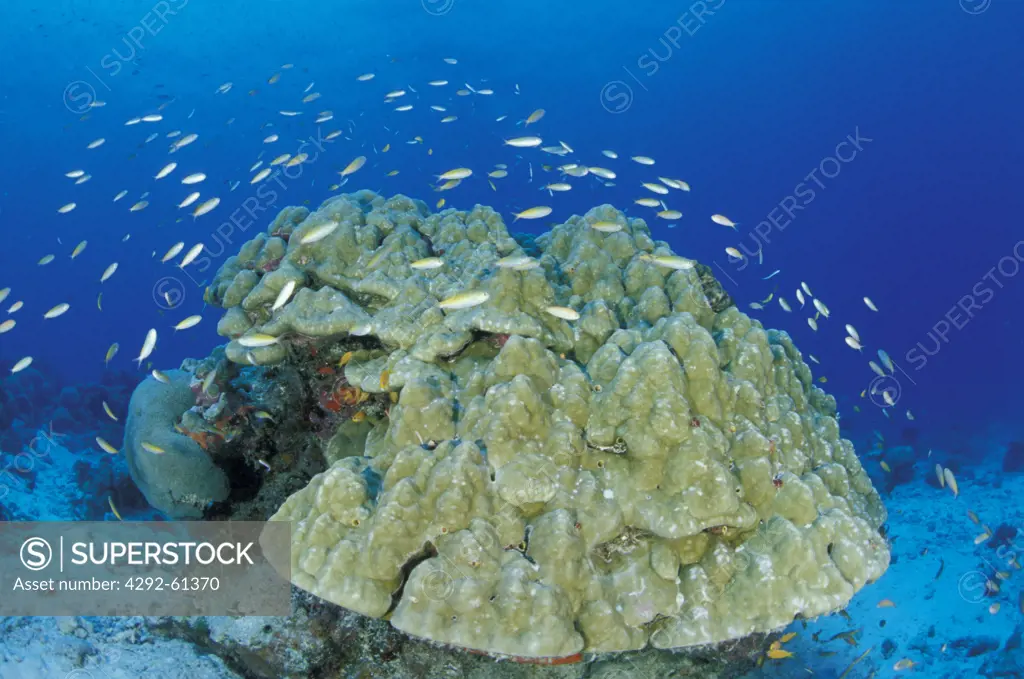 Seychelles, Coralhead with reef-fish around
