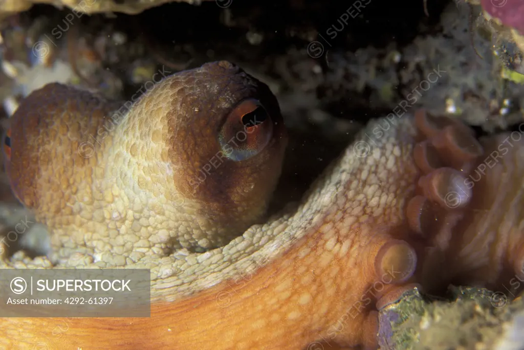 Octopus, Octopus vulgaris (coephalopoda) - Mediterranean Sea,