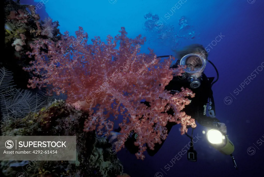 Philippines, diver looking at soft coral
