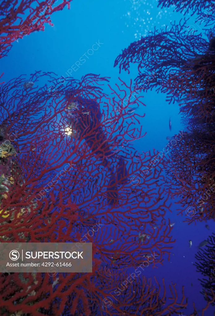 Diver and red sea fans in Ustica island, Sicily
