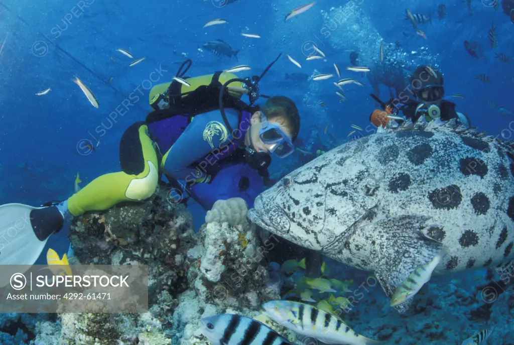 Divers with giant potato cods in Great Barrier Reef, Australia