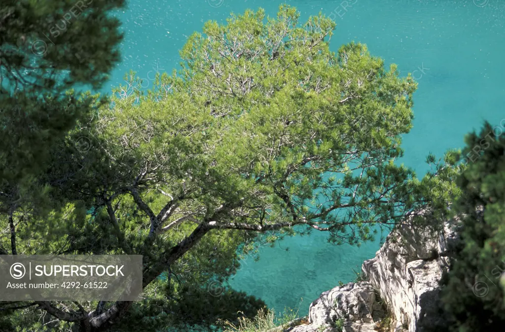 Pine trees on the water in Calanque d'en Vau, southern France