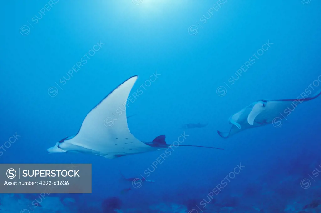 Micronesia, Yap Island. Manta ray