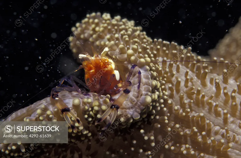 Micronesia, shrimp on anemone