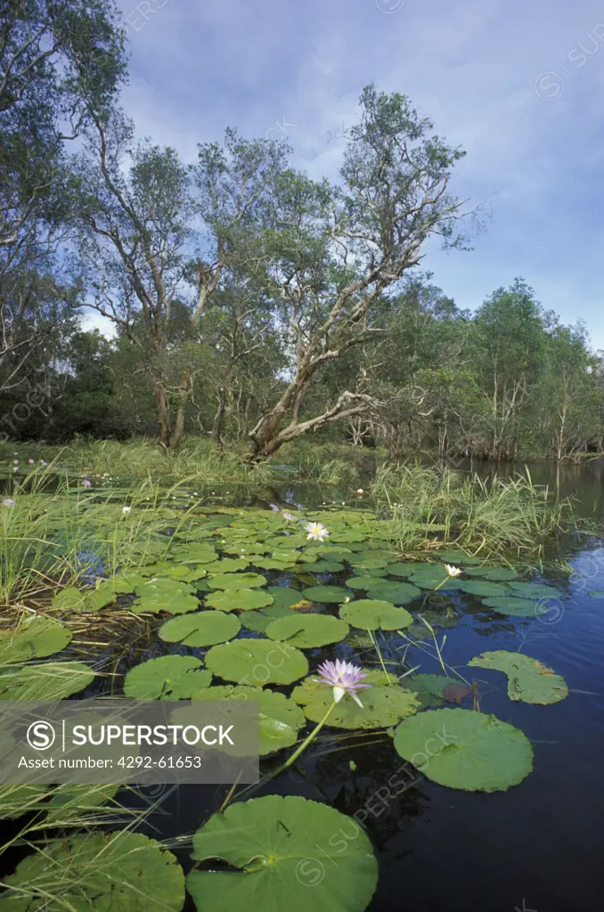 Water Lilly in a Billabong in the Arnhemland, Australia