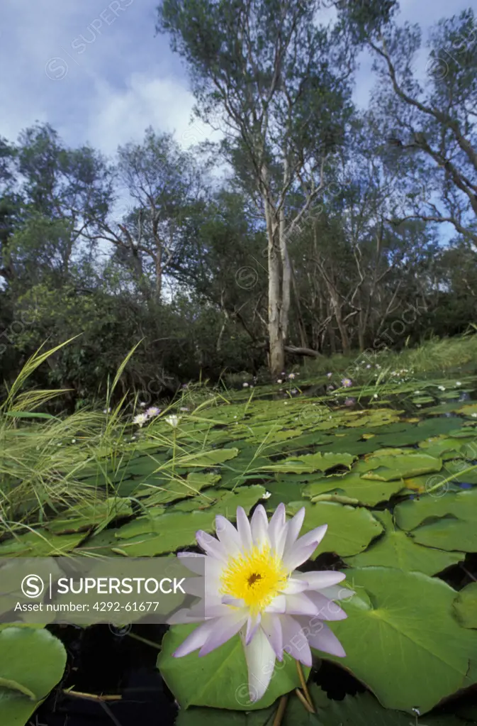 Australia, Billabong, national park, water lilly