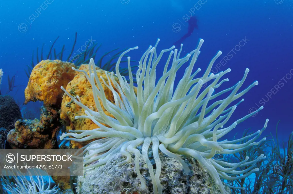 Sea anemone a Los Roques