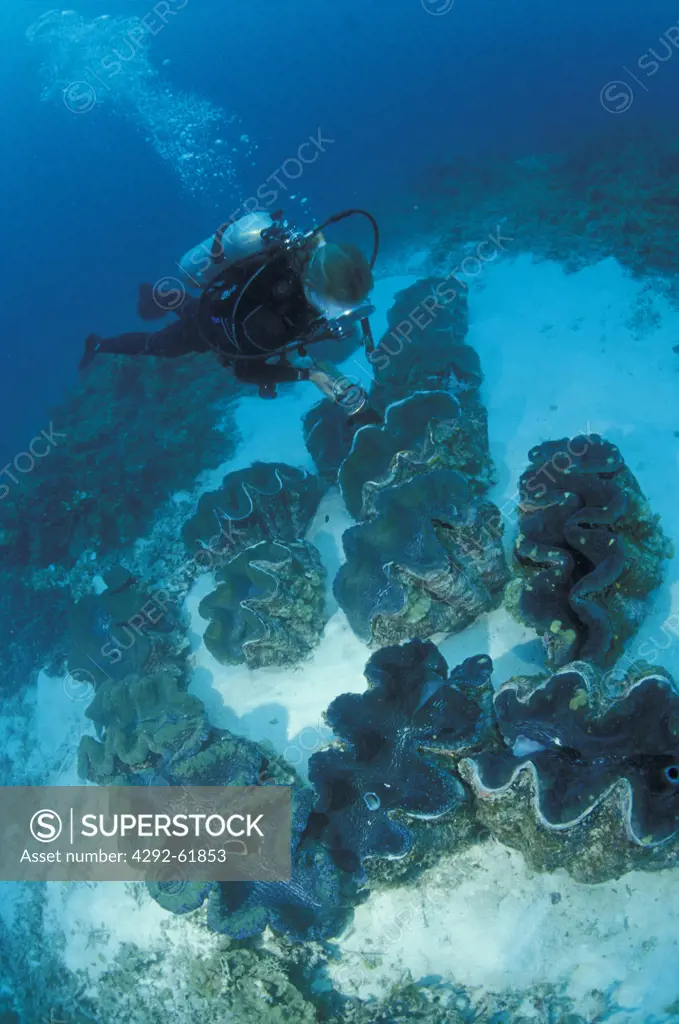 Micronesia, Palau, diver underwater