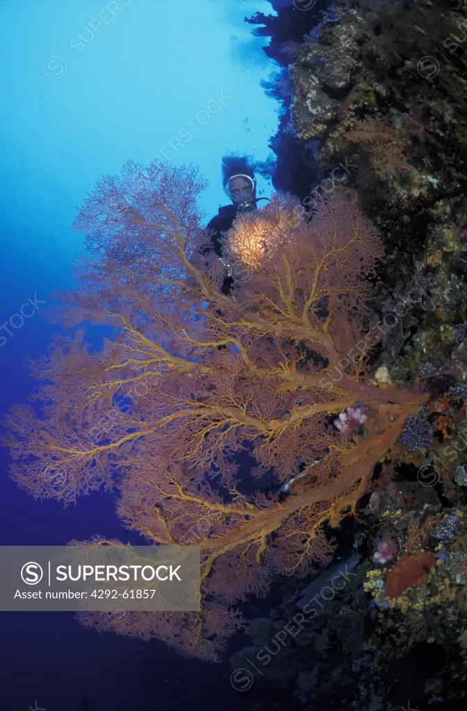 Diver and gorgonias coral,Micronesia, Palau, Pacific ocean