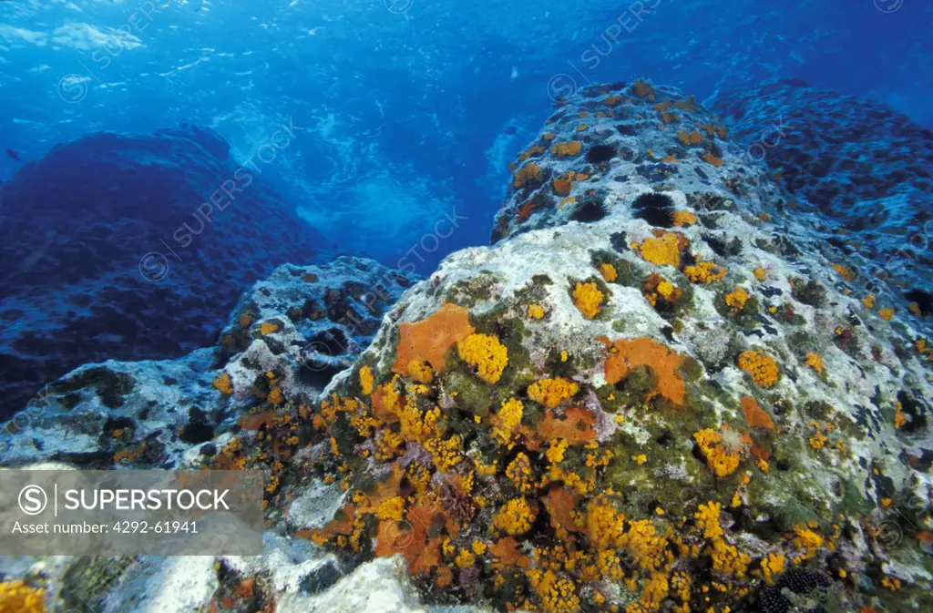 Rocks colonized by corals at very shallow in Mediterranean