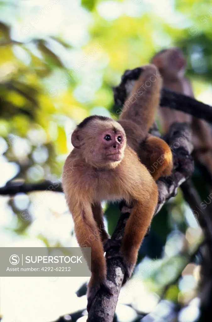 Prego monkey, Amazon forest, Amazon state, Brazil