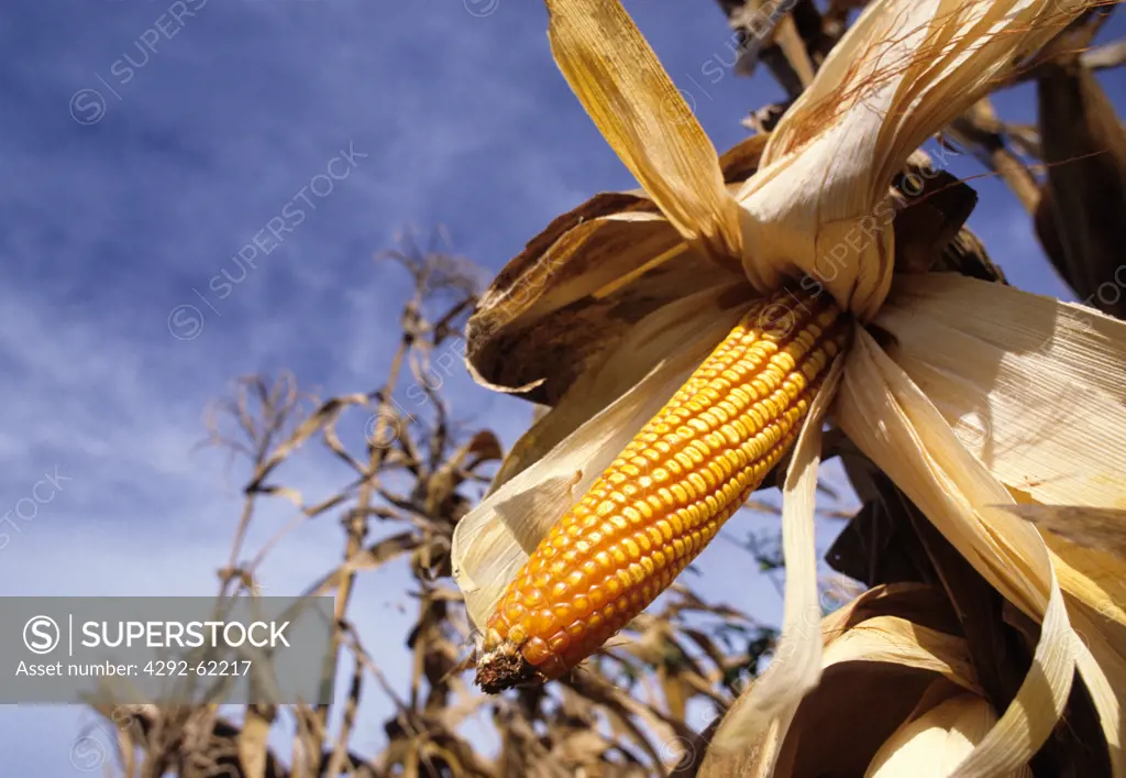 Brazil, Parana state, corn plantation