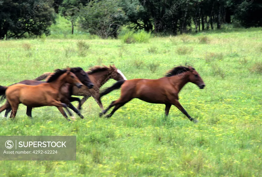 Horses running, Brazil