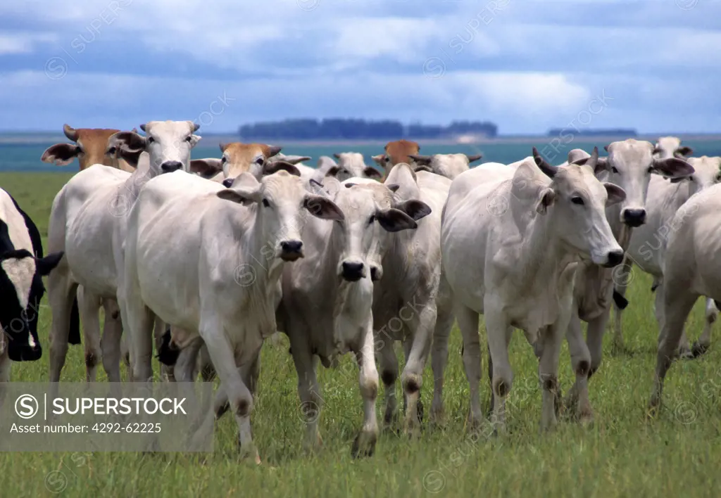 Brazil, Nelore cattle
