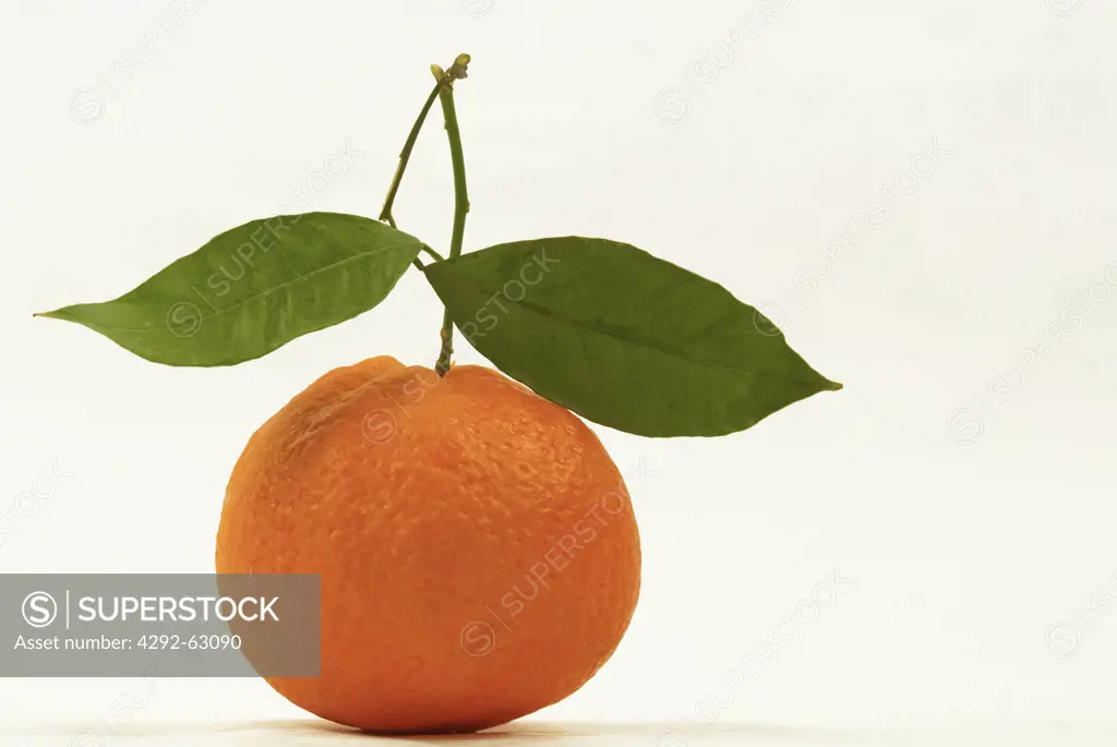 Still life of a tangerine