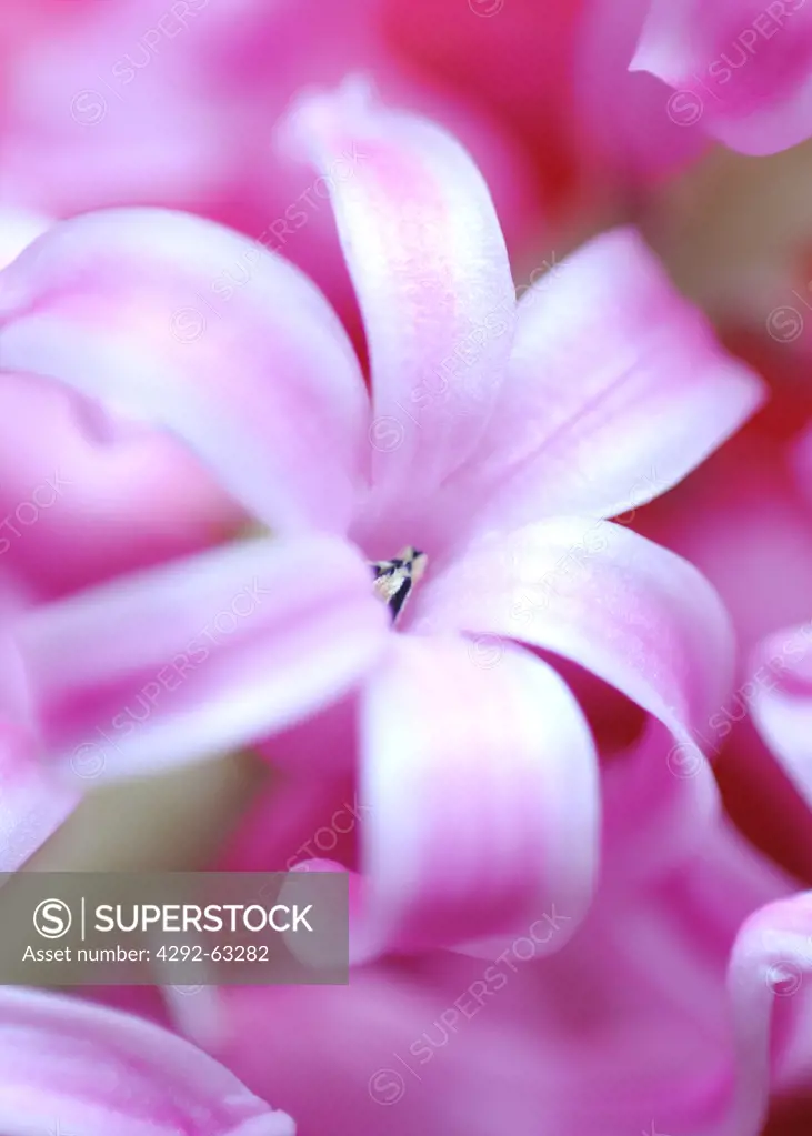 Hyacinth ( muscari hyacinths hyacinthus )