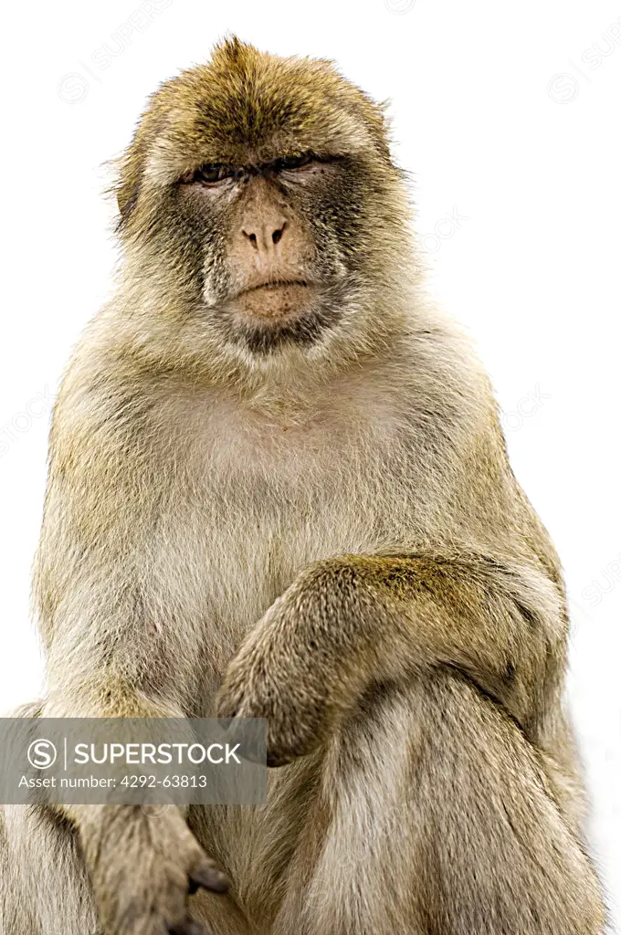 Barbary Monkey, Macaca silvanus