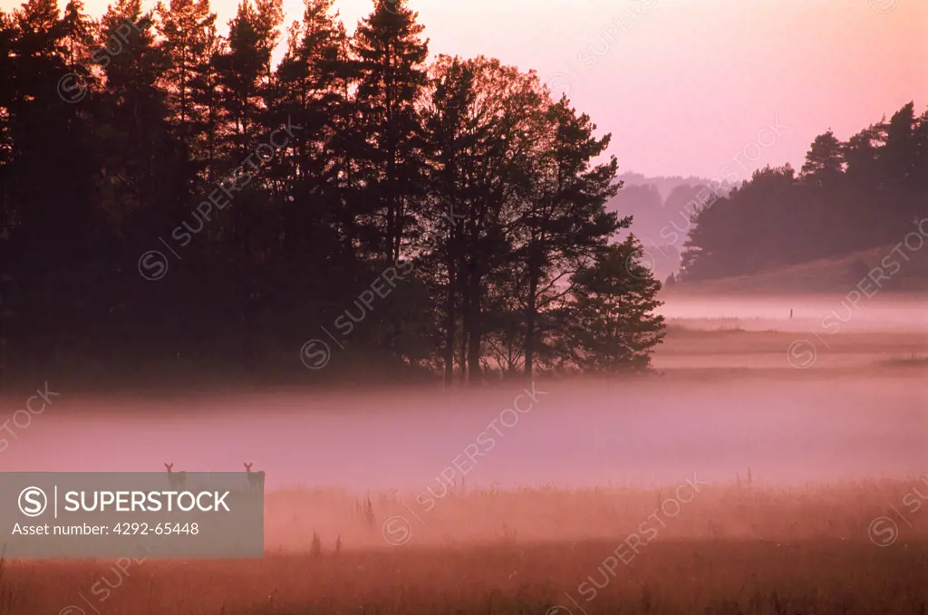 Sweden, two deers in the morning mist