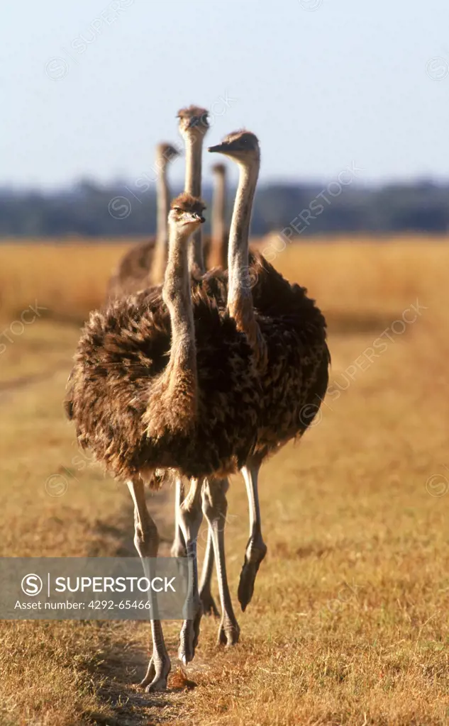 Group of Ostrich