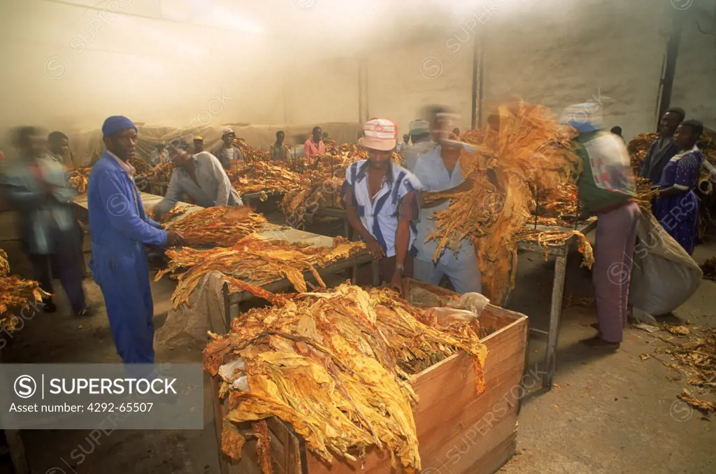 Zimbabwe. The steam rooms for tobacco curing, sorting and weighting on farm.