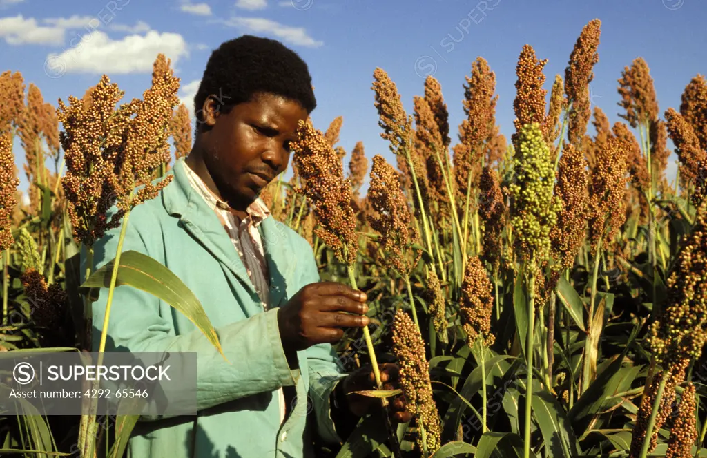 Agronomist checking sorghum crop. East Africa
