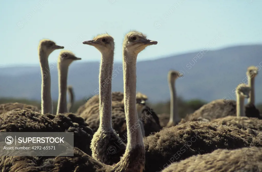 Ostriches on farm. South Africa