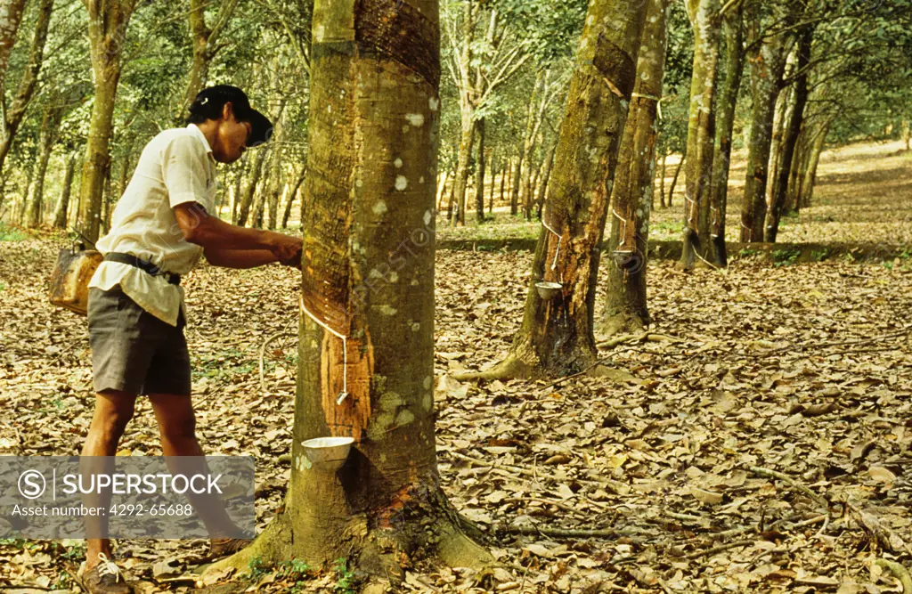 Indonesia. Sumatra. Rubber tapper in commercial plantation.