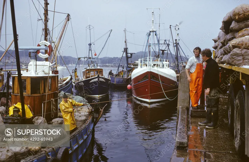 Scotland, West Coast, Argyll, Tarbert, fishermen unloading bags of scallops