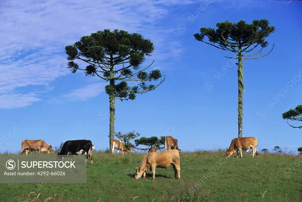 Cow at pasture, Sao Joaquim National Park, Santa Catarina State, Brazil