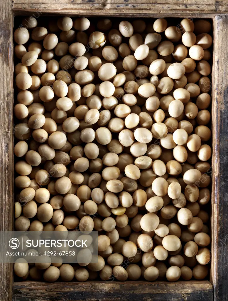 Soybean grain