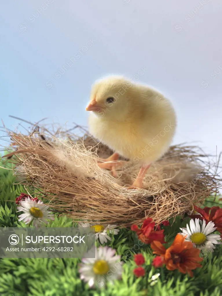 Chick in nest
