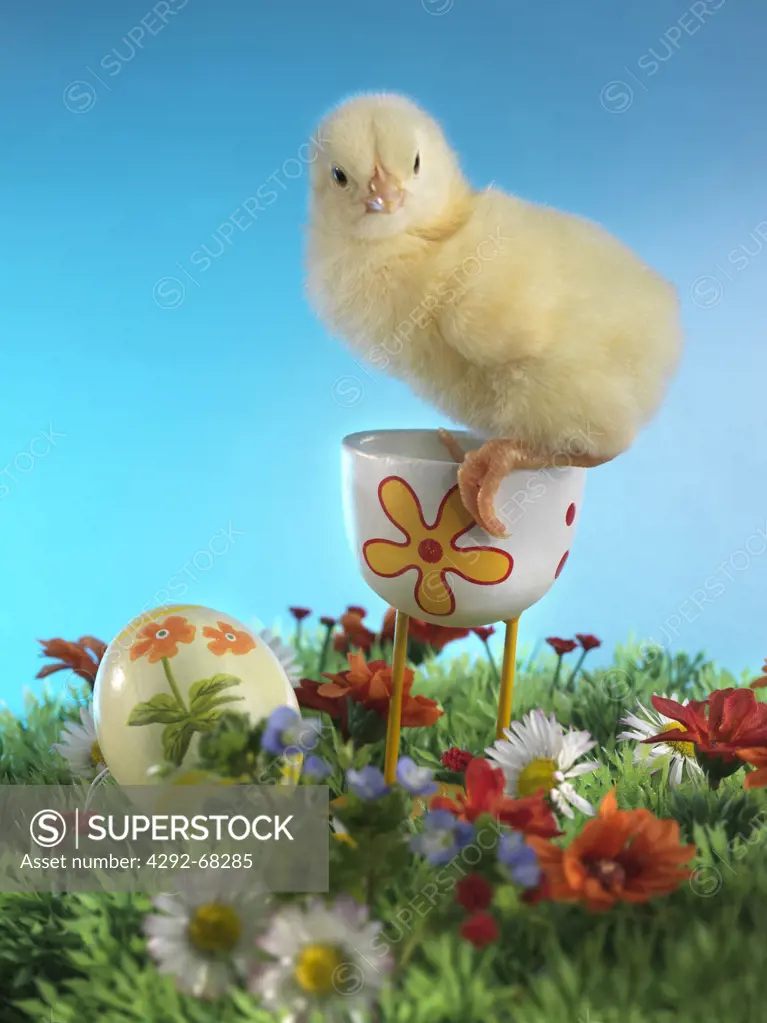 Chick and easter eggs