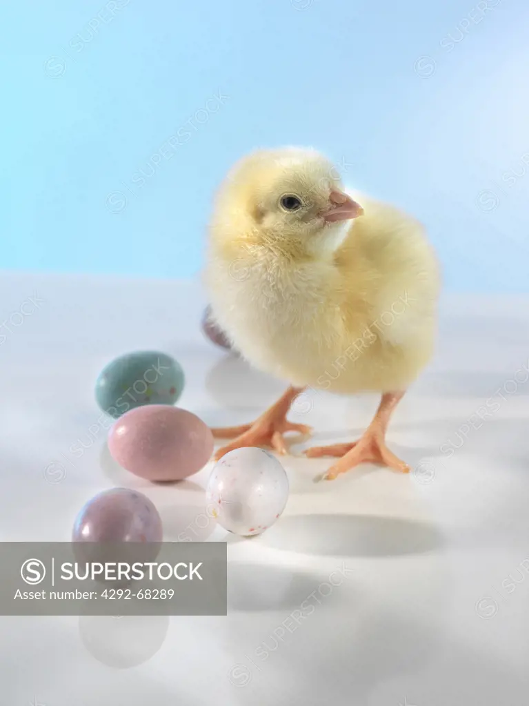Chick and easter eggs