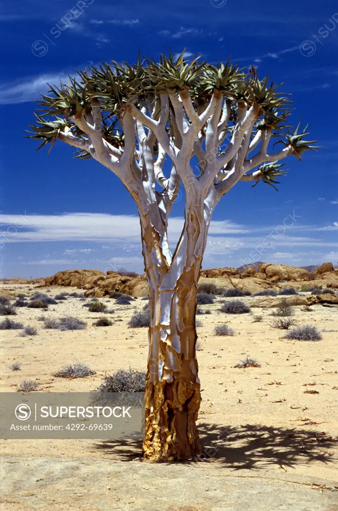 Namibia, Namib Naukluft. Kokerboom (Aloe dicodoma)