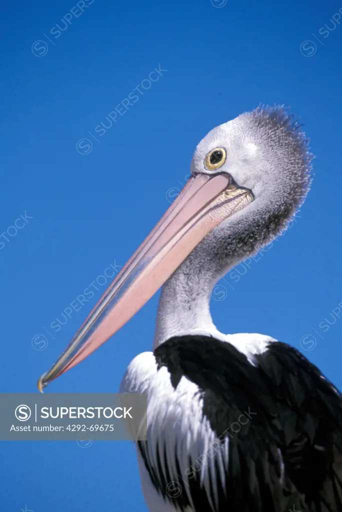 Pelican close up (pelecanus occidentalis)