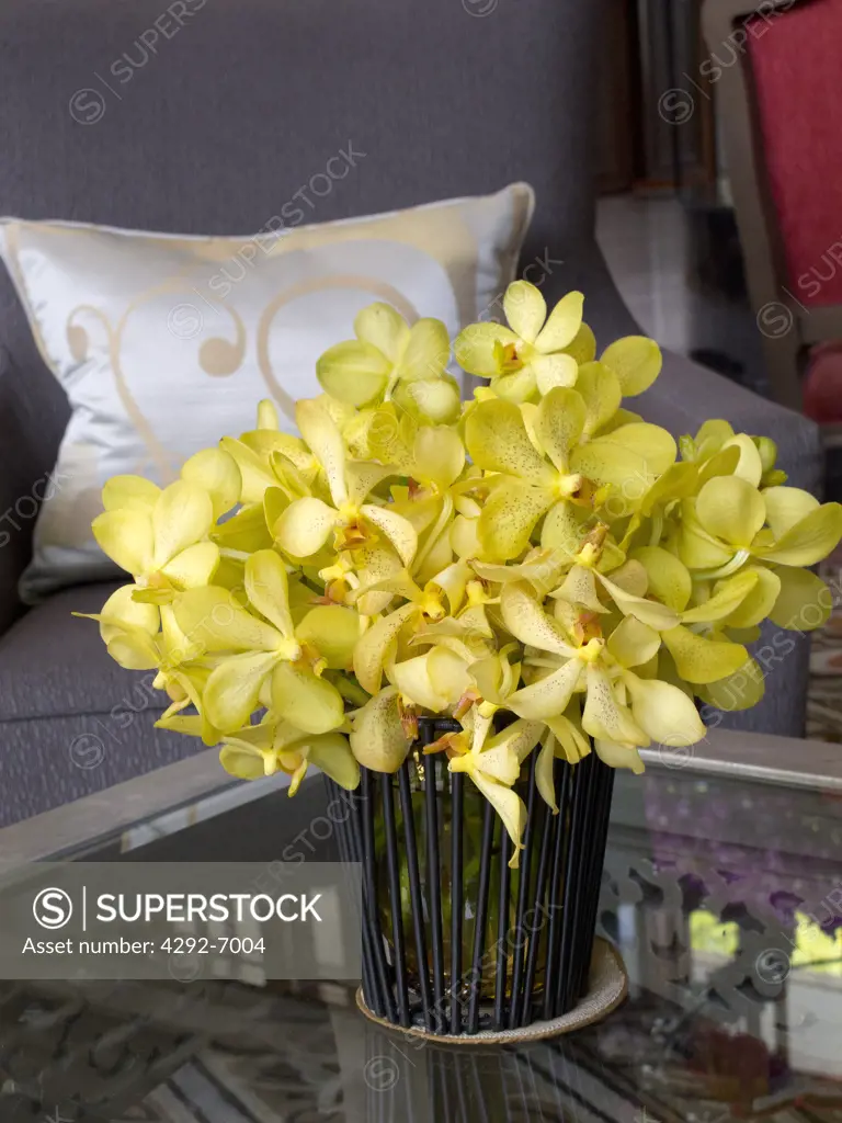 Pot of orchid flowers