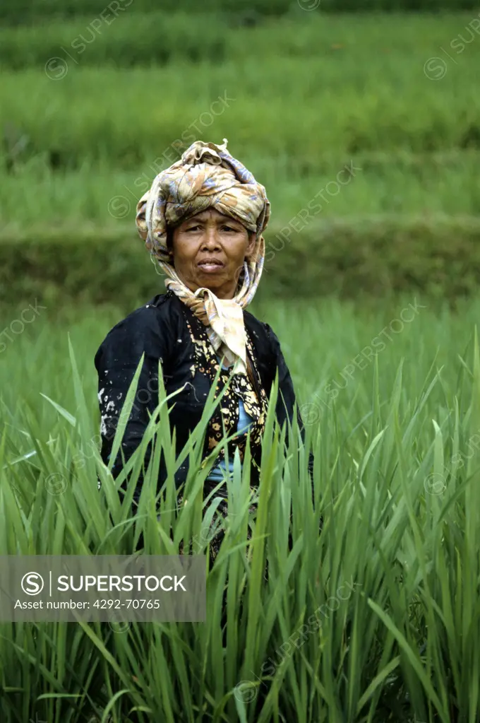 Asia, Indonesia, Java, rice-field