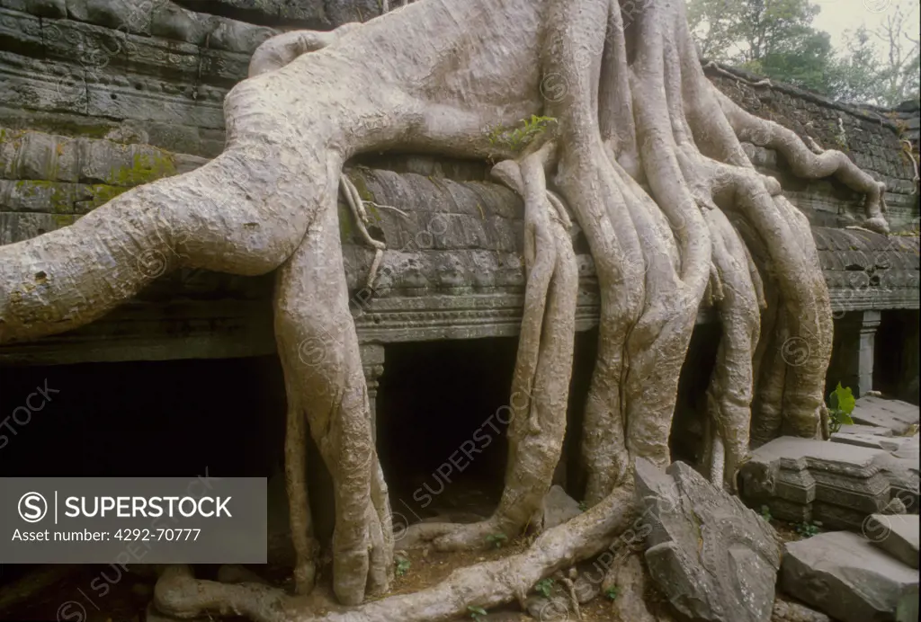 Asia,Cambodia, Siem reap, Angkor, Ta Prohm temple, Rajavihara, Khmer architecture, bayon style, roots of a spung running along the gallery of the second enclosure, Tetrameles nudiflora