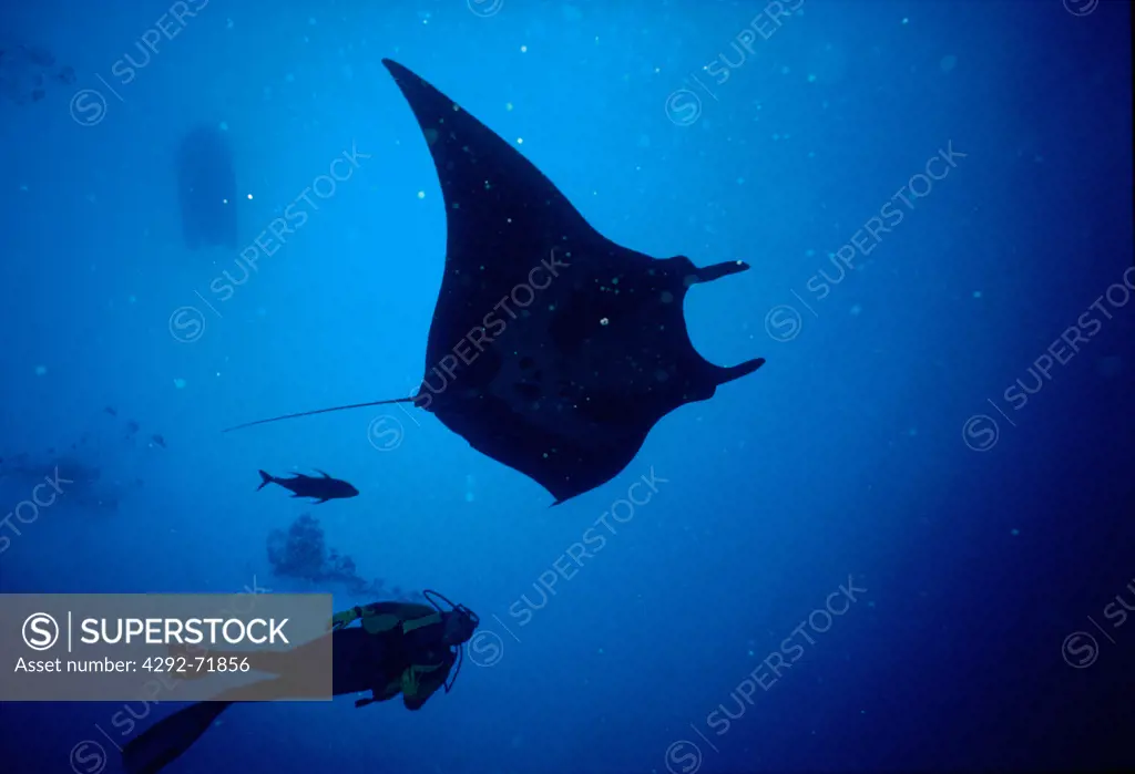 Scuba diver with a manta ray