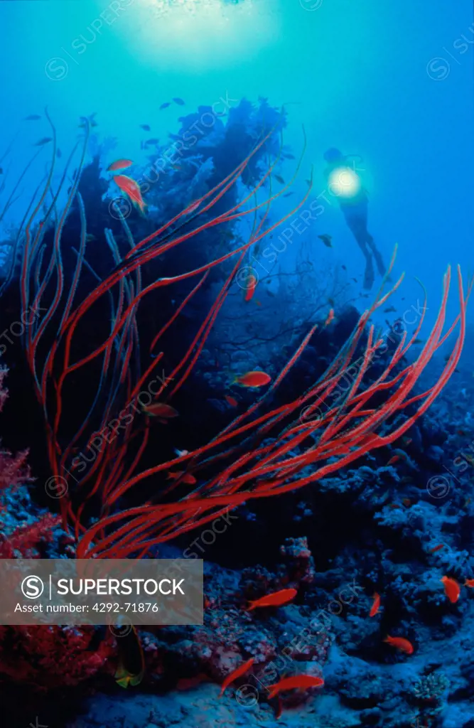 Scuba among corals